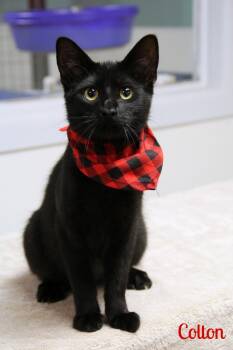 Rescue Domestic Short Hair Cats for Adoption in Vinton, Iowa - Colton | PetCurious
