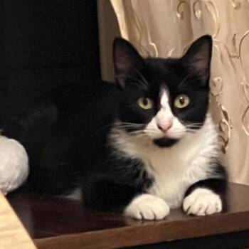 Morticia FC B&DK -  Domestic Short Hair Cat for Adoption in Union, Missouri - Morticia FC B&DK | PetCurious
