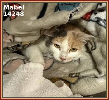 Rescue Domestic Short Hair Cats for Adoption in Marietta, Georgia - MABEL | PetCurious