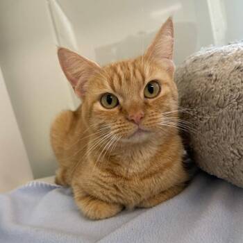 Domestic Short Hair Cats Available for Adoption in Beaumont, Texas - Esther | PetCurious
