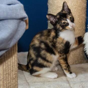 Marbles -  Domestic Short Hair Cat for Adoption in Wichita, Kansas - Marbles | PetCurious