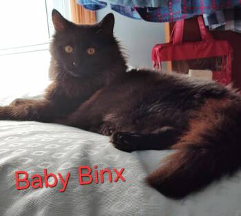 Rescue Domestic Long Hair Cats for Adoption in Mount Pleasant, North Carolina - Baby Binx | PetCurious