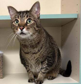 Domestic Short Hair Cats Available for Adoption in Walled Lake, Michigan - Razcal ( Declawed) | PetCurious