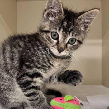 Domestic Short Hair Cats Available for Adoption in Asheville, North Carolina - Buns | PetCurious