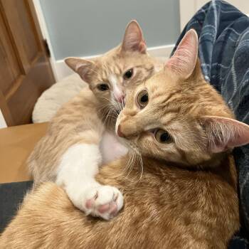 Domestic Short Hair Cats Available for Adoption in Calverton, Maryland - Magby & Victini | PetCurious