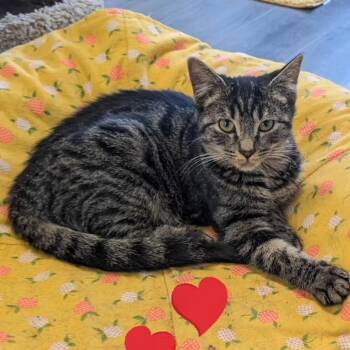 Rescue Domestic Short Hair Cats for Adoption in Etna, Pennsylvania - Nutmeg | PetCurious