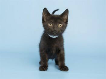 Domestic Short Hair Cats Available for Adoption in Phoenix, Arizona - JINX | PetCurious
