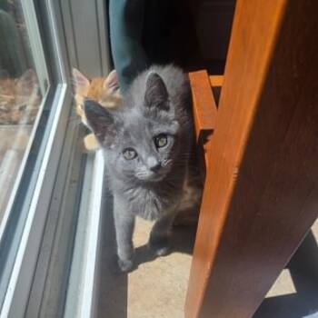 Foxy -  Domestic Short Hair Cat for Adoption in Antioch, California - Foxy | PetCurious