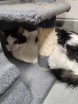 TIPPY -  Domestic Short Hair and Tabby Cat for Adoption in Lexington, Tennessee - TIPPY | PetCurious