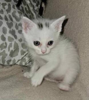 Rescue Domestic Short Hair Cats for Adoption in Chandler, Arizona - Artemis | PetCurious