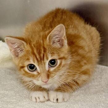 Oakley -  Domestic Short Hair Cat for Adoption in East Hampton, New York - Oakley | PetCurious