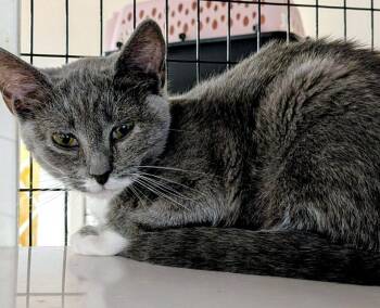 Domestic Short Hair Cats Available for Adoption in St. Augustine, Florida - Lena | PetCurious