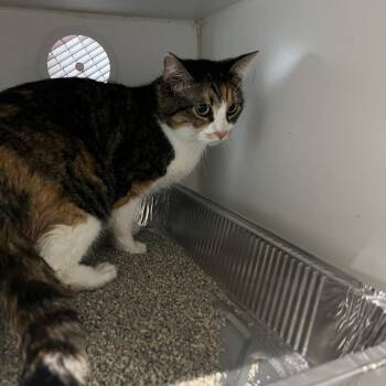Mangonada -  Domestic Short Hair Cat for Adoption in Dearborn, Michigan - Mangonada | PetCurious