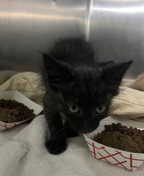 SALLY CARRERA -  Domestic Short Hair Cat for Adoption in Las Vegas, Nevada - SALLY CARRERA | PetCurious