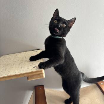 Rescue Domestic Short Hair Cats for Adoption in Dickson, Tennessee - Mrs. Peacock | PetCurious