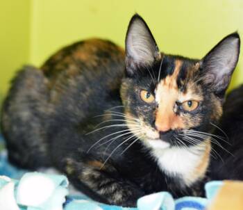 Rescue Calico Cats for Adoption in San Clemente, California - WAILEA | PetCurious