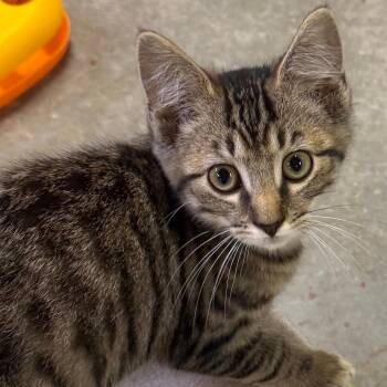 Humphrey -  Domestic Short Hair Cat for Adoption in Etna, Pennsylvania - Humphrey | PetCurious