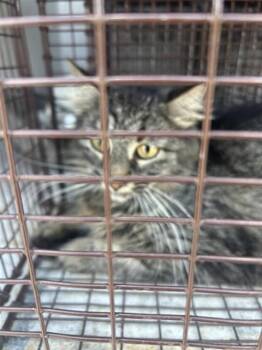 A657728 -  Domestic Short Hair Cat for Adoption in Houston, Texas - A657728 | PetCurious