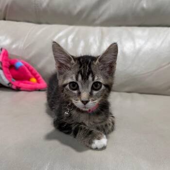 Clover -  Domestic Short Hair Cat for Adoption in NEW PT RICHEY, Florida - Clover | PetCurious