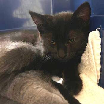 Extra Cheese -  Domestic Short Hair Cat for Adoption in Woodinville, Washington - Extra Cheese | PetCurious
