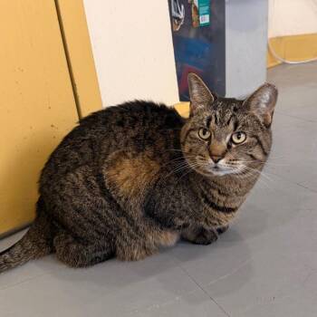 Flo -  Domestic Short Hair Cat for Adoption in Indianapolis, Indiana - Flo | PetCurious
