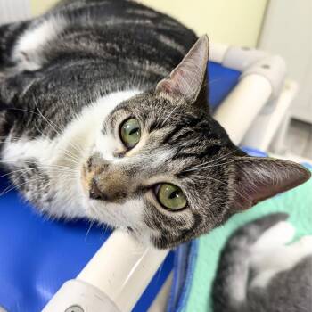 Ashley -  Domestic Short Hair Cat for Adoption in St. Petersburg, Florida - Ashley | PetCurious
