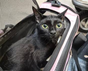 Ms. Beauty -  Domestic Short Hair Cat for Adoption in New York, New York - Ms. Beauty | PetCurious