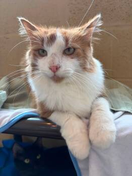 Max -  Domestic Long Hair Cat for Adoption in Winchester, Virginia - Max | PetCurious