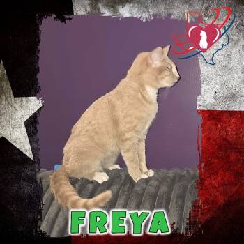 Rescue Domestic Short Hair Cats for Adoption in Kingman, Arizona - Drake/Freya | PetCurious