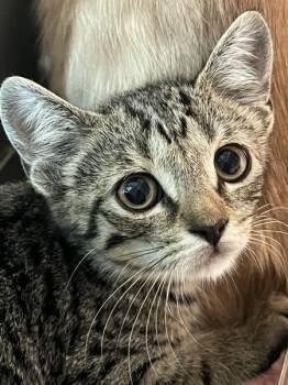 Wisp -  Domestic Short Hair Cat for Adoption in Stratham, New Hampshire - Wisp | PetCurious