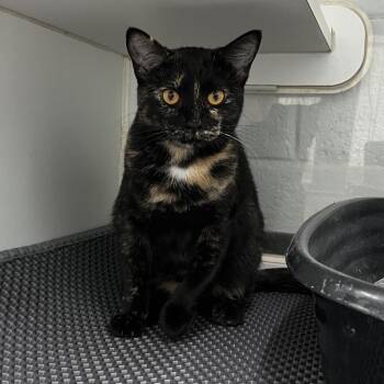 9 to 5 -  Domestic Short Hair Cat for Adoption in Fairfax Station, Virginia - 9 To 5 | PetCurious