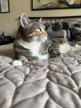 Domestic Short Hair Cats Available for Adoption in Farmington, Minnesota - Rue | PetCurious