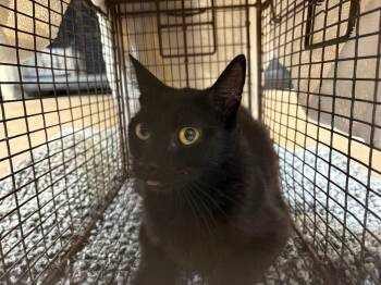 Barn Cat Laila -  Domestic Short Hair Cat for Adoption in Gillette, Wyoming - Barn Cat Laila | PetCurious
