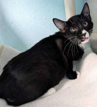 Philly -  Domestic Short Hair Cat for Adoption in Cape Coral, Florida - Philly | PetCurious