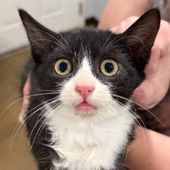 Minnow -  Domestic Short Hair Cat for Adoption in New York, New York - Minnow | PetCurious
