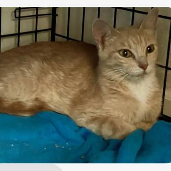 Clementine -  Domestic Short Hair Cat for Adoption in Bentonville, Arkansas - Clementine | PetCurious