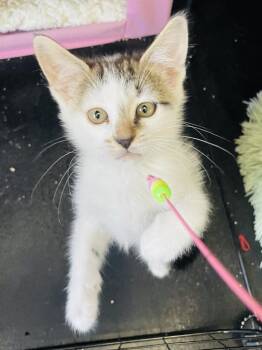 Autumn -  Domestic Short Hair Cat for Adoption in Salisbury, North Carolina - Autumn | PetCurious