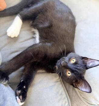 Boots -  Domestic Short Hair Cat for Adoption in Vaughan, Ontario - Boots | PetCurious