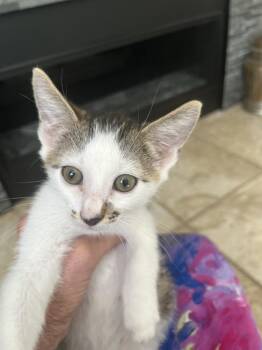 Declan -  American Shorthair Cat for Adoption in Tampa, Florida - Declan | PetCurious