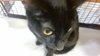 Domestic Short Hair Cats Available for Adoption - A2770433 | PetCurious