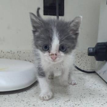 Nash -  Domestic Short Hair Cat for Adoption in Auburn, Alabama - Nash | PetCurious