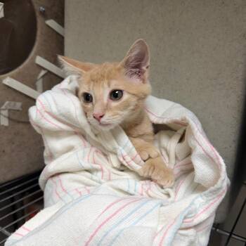 Nemo -  Domestic Short Hair Cat for Adoption in Philadelphia, Pennsylvania - Nemo | PetCurious