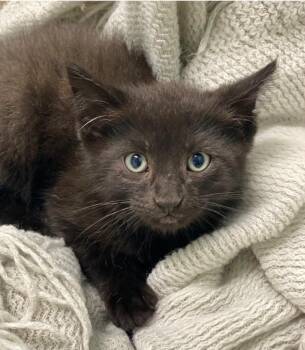 Domestic Short Hair Cats Available for Adoption in Decorah, Iowa - Johnathan | PetCurious