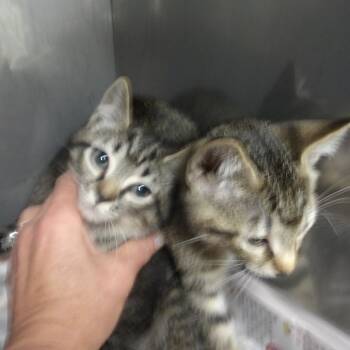 Rescue Domestic Short Hair Cats for Adoption in Wappingers Falls, New York - Mario(Wakonda Kit 3) | PetCurious