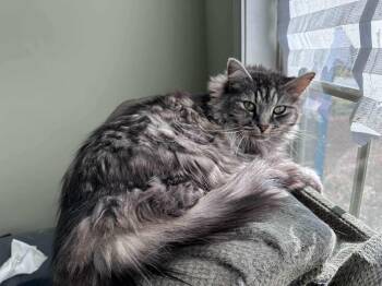 Rescue Maine Coon Cats for Adoption in Greenville, South Carolina - Simba AA | PetCurious