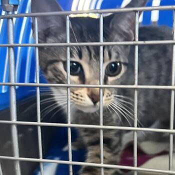 Domestic Short Hair Cats Available for Adoption - Tiki | PetCurious