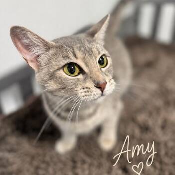 Amy -  Domestic Short Hair Cat for Adoption in Brownsboro, Alabama - Amy | PetCurious