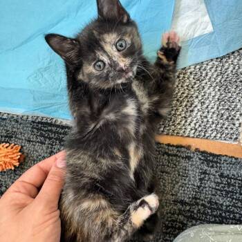 Domestic Short Hair Cats Available for Adoption in Houston, Texas - Lilah | PetCurious