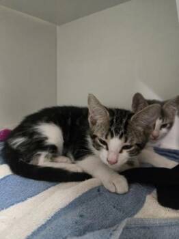 Myspace -  Domestic Short Hair Cat for Adoption in Savannah, Georgia - Myspace | PetCurious