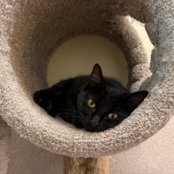 Midnight -  Domestic Short Hair Cat for Adoption in Naperville, Illinois - Midnight | PetCurious